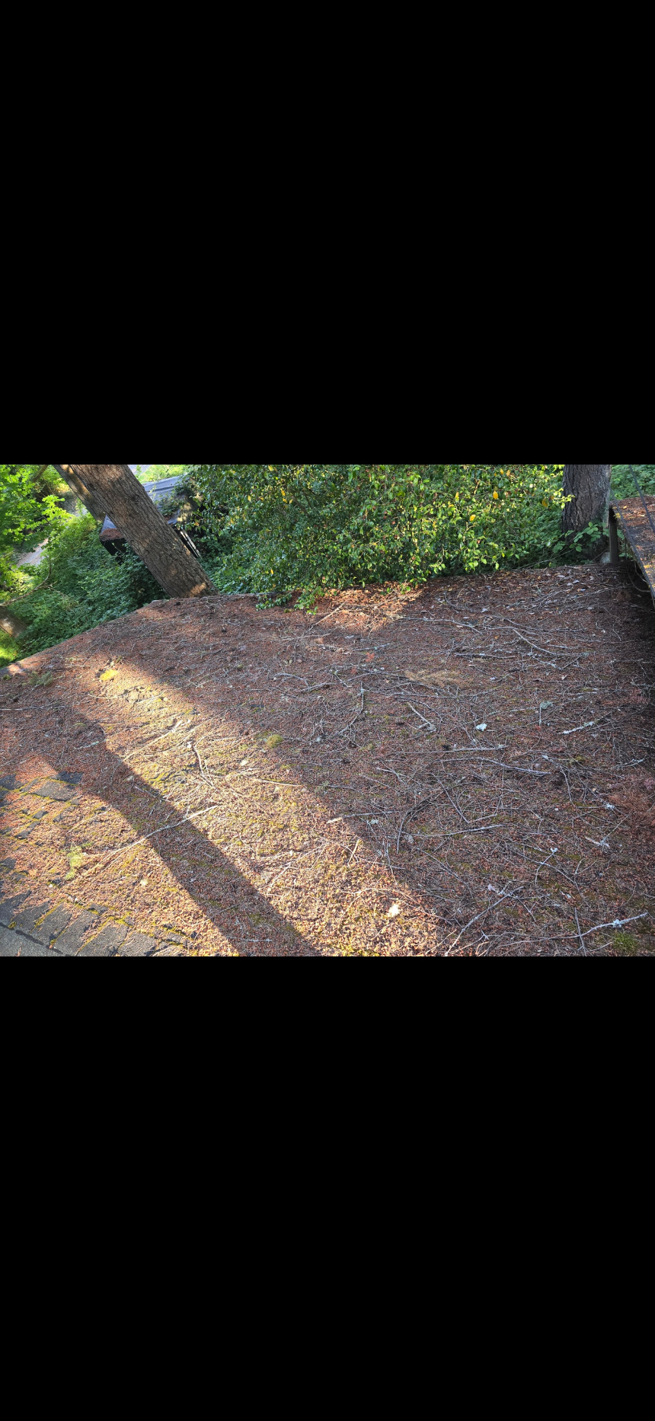 Broad roof plane with dense needles, branches and scattered green growth.