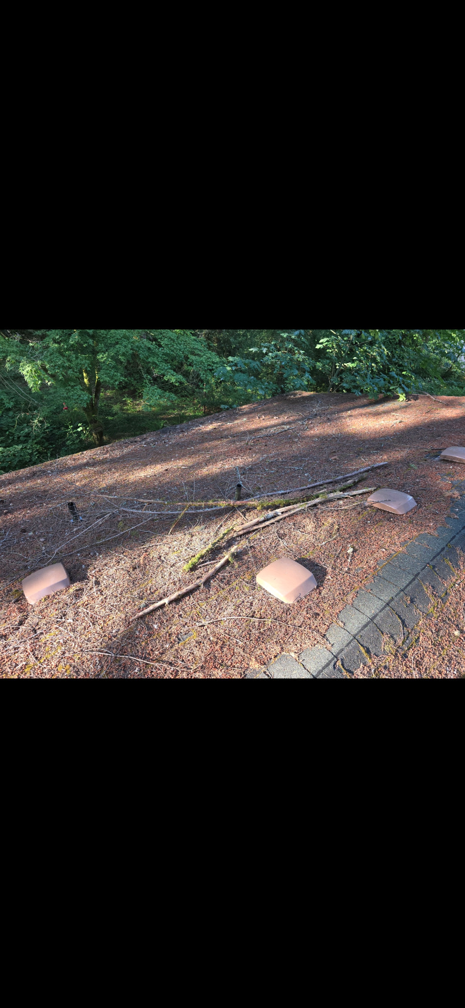 Roof side with low vents and pipes, covered by needles and branches.
